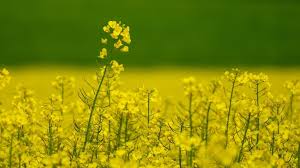 mustard seed