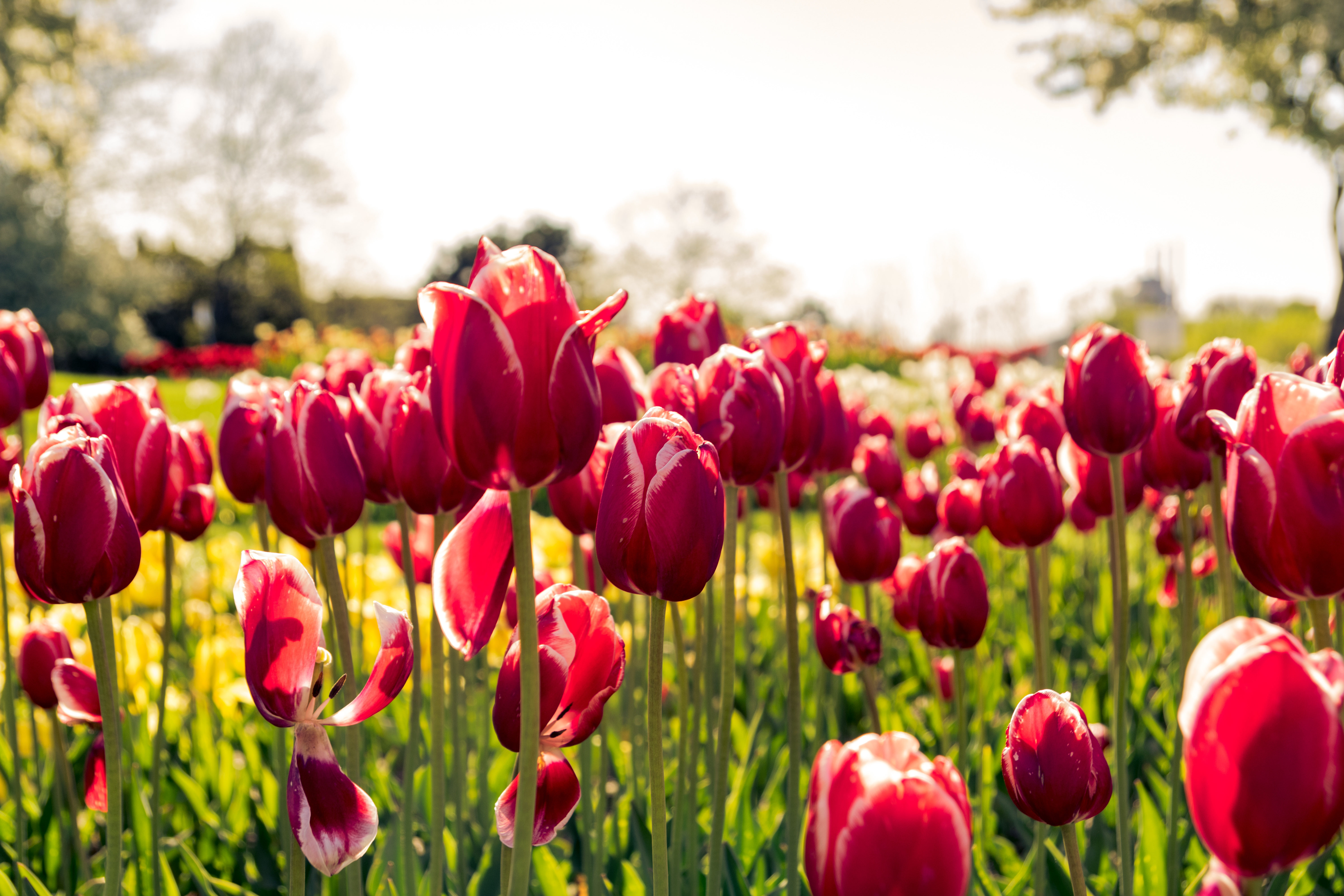 Field of Tulips